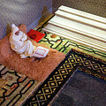 Mohammed 5 Mausoleum Interior 2